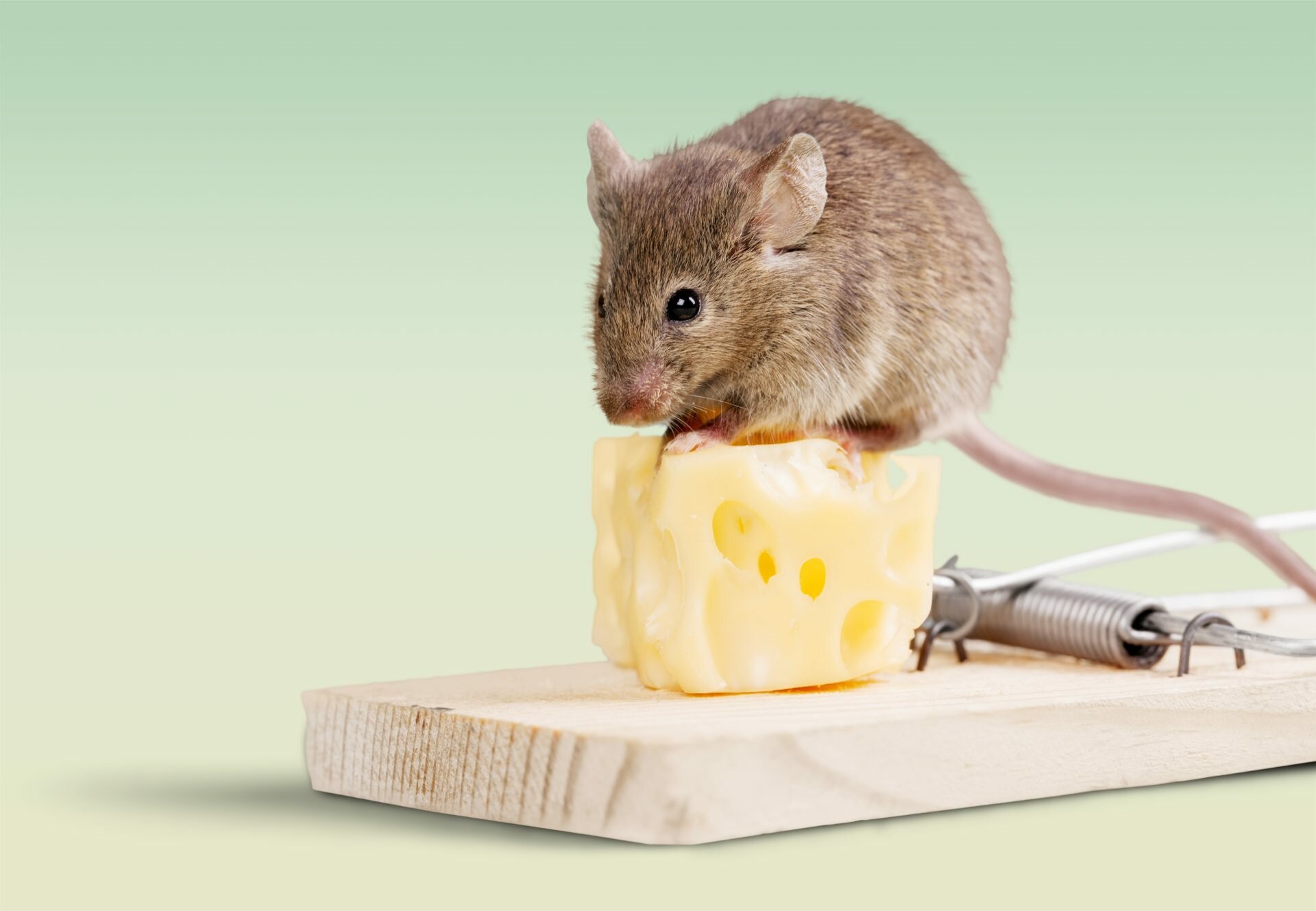 Rodent Removal Sydney: Why Going Professional Beats DIY Every Time